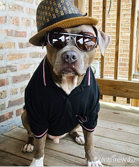 流浪的比特犬,被人收养后瞬间变型男
