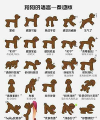 狗狗的语言(泰迪版)