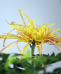 曝菊花
