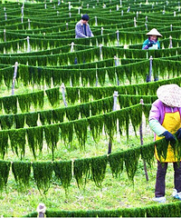 "农家自晒的纯天然干海苔及其做法"