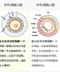 "胎儿发育过程图,每一个亲身经历的妈妈都应该为自己而自豪!"
