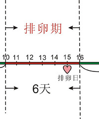 "排卵期怎么算"