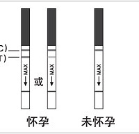 "验孕棒怎么看?小队长怀孕还是中队长怀孕啊?"