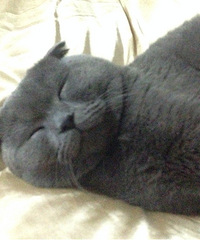 "猫咪为什么会手和头在睡觉得时候颤抖。微微"