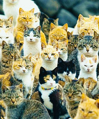 猫的岛