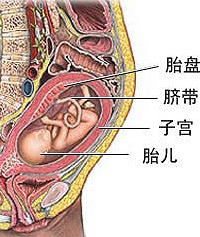 "胎盘能吃吗?有人吃过这货吗?"