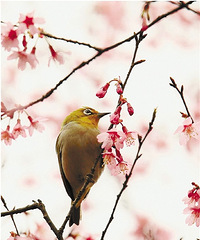 【3.9~3.15】本周杭城热门活动 关键词赏花