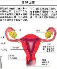 如何判断怀孕?日常症状分析!