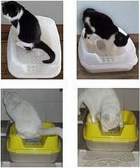 网友给他家的猫买了个马桶式的猫砂盆…显然他高估了他家猫的智商