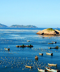 【蜜小姐】自制—东海虾米辣,海边美食