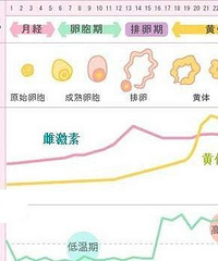 "女性们一定要知道,卵泡期是什么意思?"