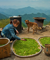 【旅游】免费去富阳安顶山采云雾茶,吃农家饭,逛龙门