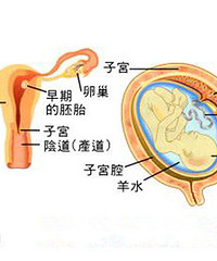 "胎盘怎么处理?姐妹们你们都是怎么处理的"
