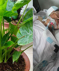 什么植物这么毒?杭州67岁男子涂了一点竟生命垂危!
