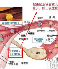 "什么是生化妊娠?姐妹们要注意一下了!"