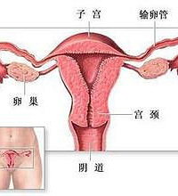 "女性什么时候排卵呢?"