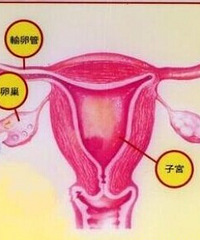 "卵泡监测什么时候做?还为不孕烦恼吗?看过来~"