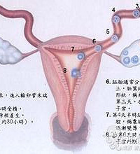 "女生排卵期是什么时候?"