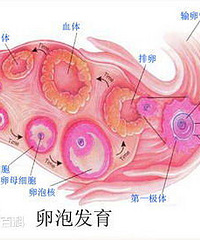 "卵泡一直在你身体里,可是你知道卵泡是什么吗?"
