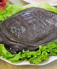 "宝宝能吃甲鱼吗?甲鱼的营养价值"