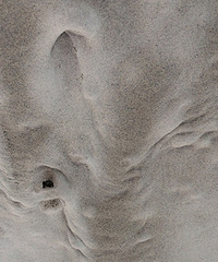 �Ҽҵ�ǽ���������