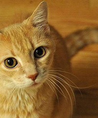 不可思议!这只猫竟从澳洲"偷渡“到英国