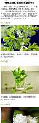"9种驱蚊植物,让你舒舒服服睡个好觉】夏天"