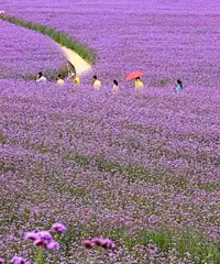 "【杭州周边6个马鞭草欣赏地】遇见薰衣草之外的紫色浪漫"