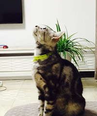 "我家猫咪早产了,该怎么办????生第一个"