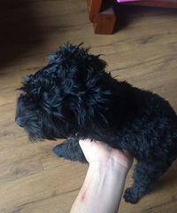 �����Ĺ�����2��С���ӣ���Ϊ2ֻ����ǧ