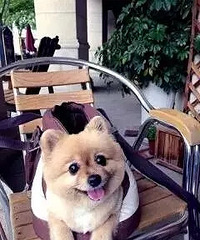 【萌故事】养狗体验:每只狗狗最后的归宿,在主人的心里。