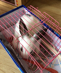 Ů����������ֻС�ã�����Ҫ��ѧ��û������