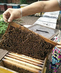 "蜂蜜与保健品的比较--1斤蜂蜜等于100斤保健品"