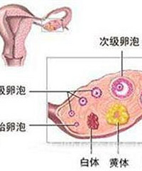 "黄体功能不全的原因 找准病因再治疗"
