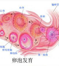 "卵泡大小 原来这个范围是正常"