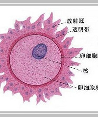 "如何提高卵子质量 七招让你拥有健康卵子"