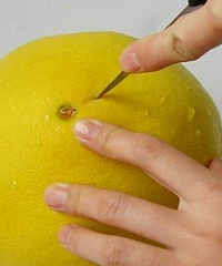 孕妇能吃柚子吗 适量吃水果为宜
