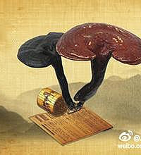 孕妇能吃灵芝吗 进补需谨慎