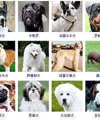 狗狗品种大全!165种狗狗,哪只是你的最爱呢?