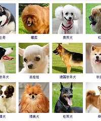 狗狗品种大全!165种狗狗,哪只是你的最爱呢?