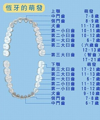 "乳牙换牙时间 孩子6至8岁就要开始换牙啦"