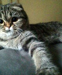 自家养的猫咪(虎皮折耳猫),一岁多了,因个