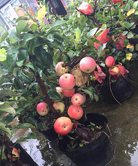 �����辰ƻ����ת�ã�û����350������5