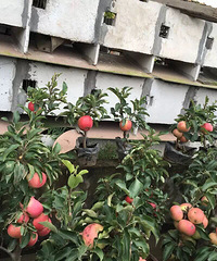 �����辰ƻ����ת�ã�û����350������5