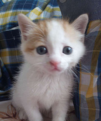 "{养猫攻略} 小猫腹泻吃什么药比较好,人吃的止泻药可以吃么?"
