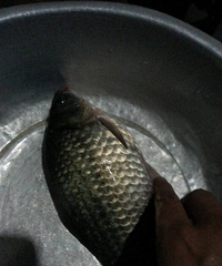 "大鲫大鲤,绍兴科技馆,2.7杂牌鲫鱼杆,1主"