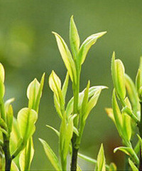 宝宝能喝茶吗?年龄过小不宜太多饮茶