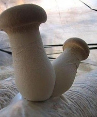 "哺乳期能吃杏鲍菇吗?有副作用吗?"
