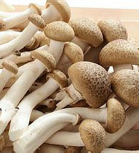 产妇能吃蟹味菇吗?要注意哦~
