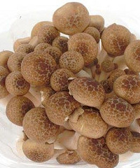 蟹味菇的营养及功效